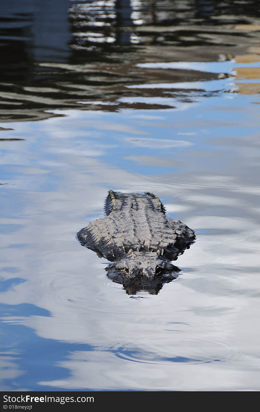 Florida alligator swimming in the water