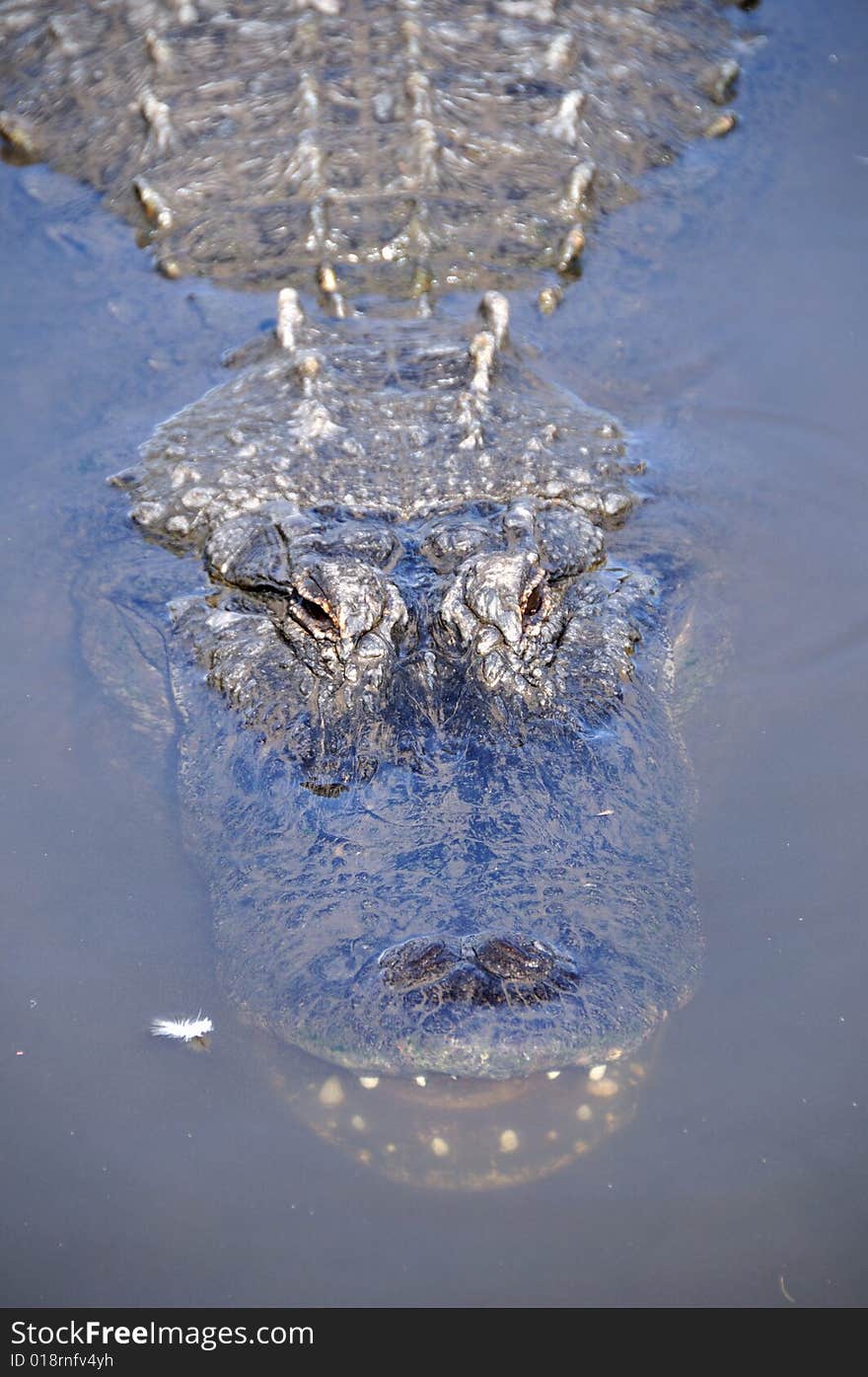 Florida alligator swimming in the water