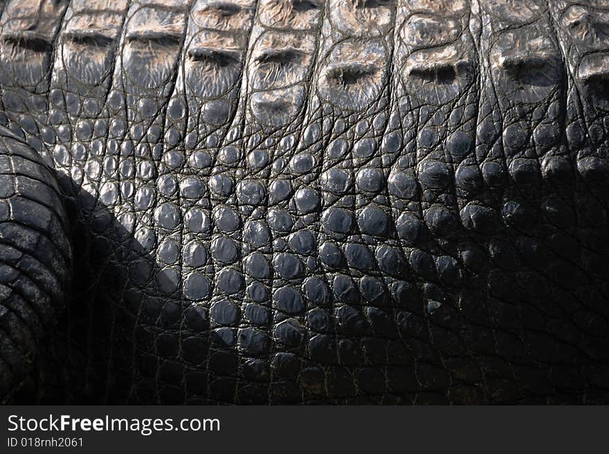 Alligator skin