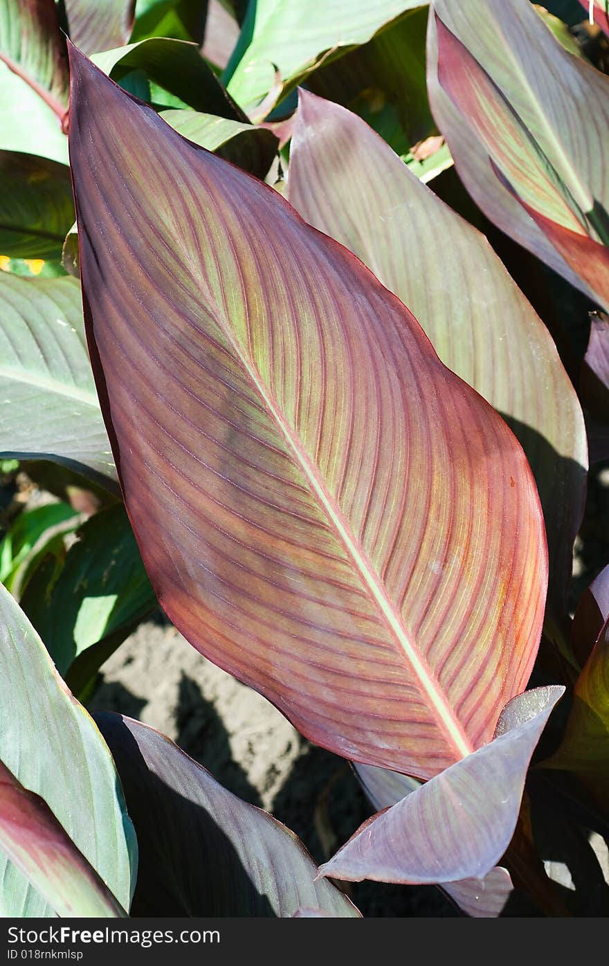 Large varicoloured leaves on a floral flowerbed. Large leaves, flowers, plant, decorative, flowerbed, green, brown, black. Large varicoloured leaves on a floral flowerbed. Large leaves, flowers, plant, decorative, flowerbed, green, brown, black.