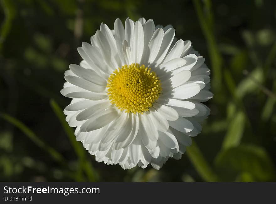 A very beautiful white flower