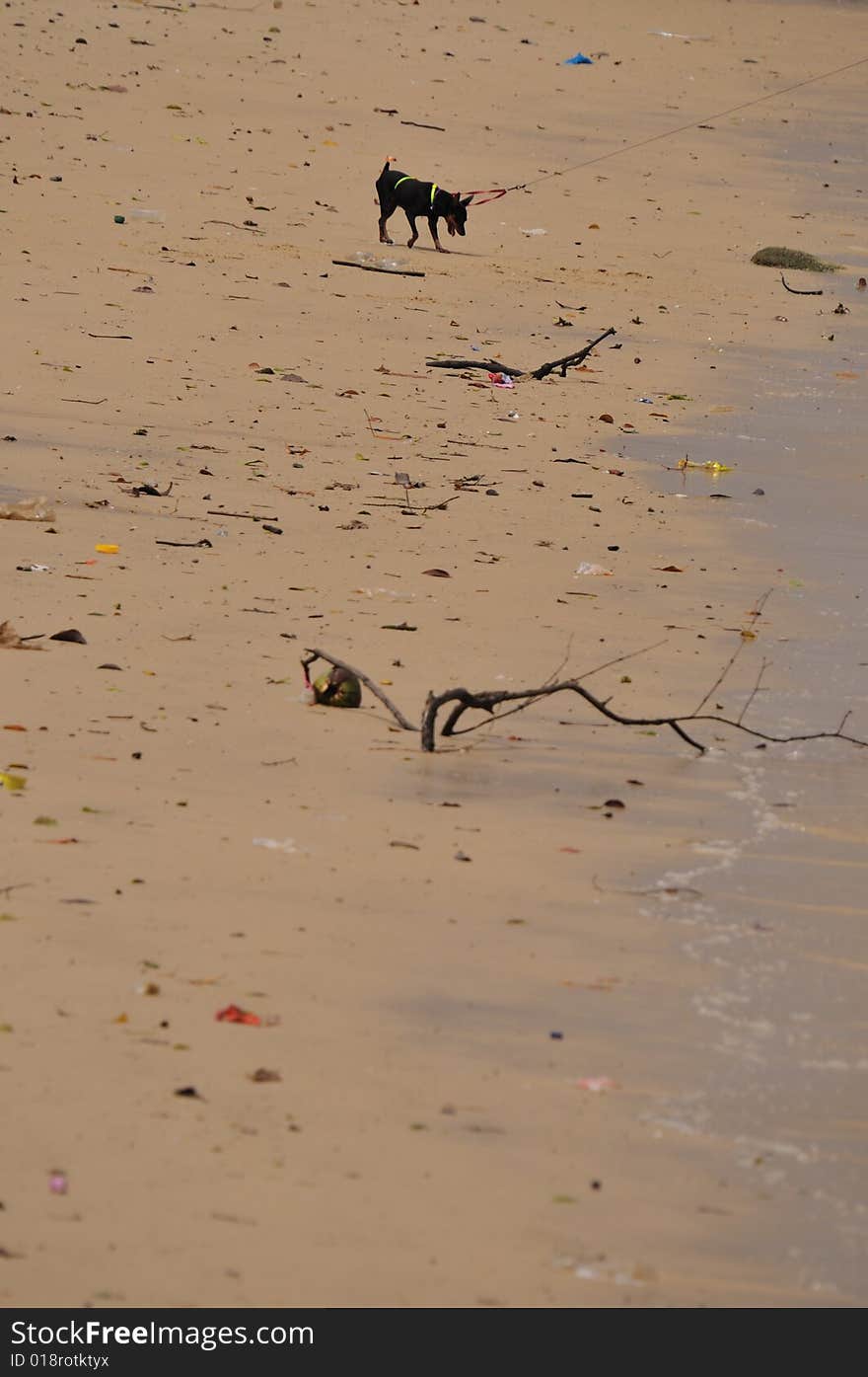 Dog at the beach on a leash