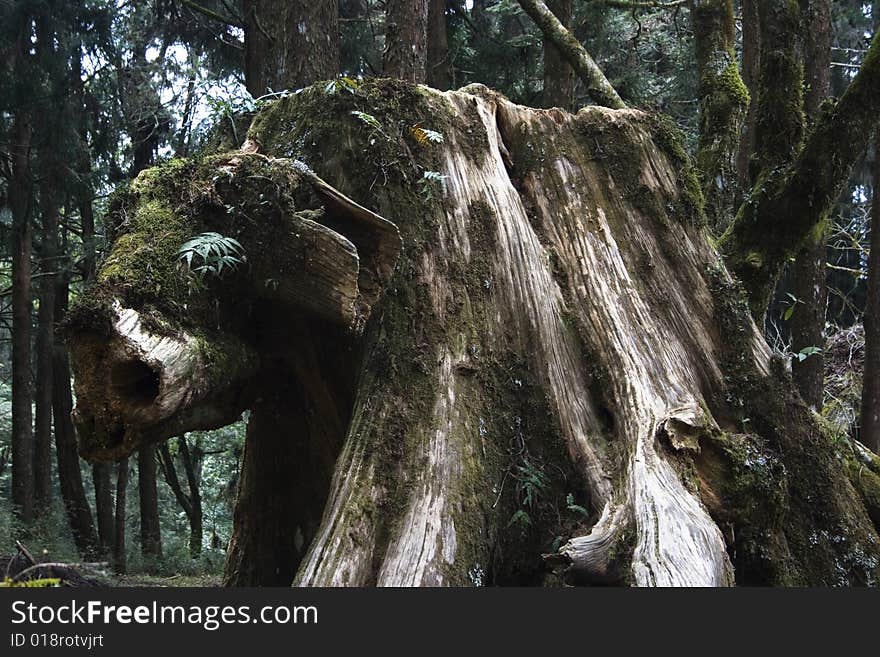 A pig shaped tree trunk from an old cypress tree.