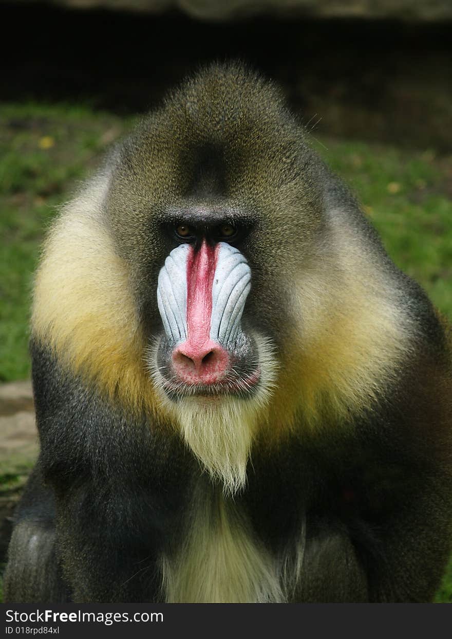 Mandrill