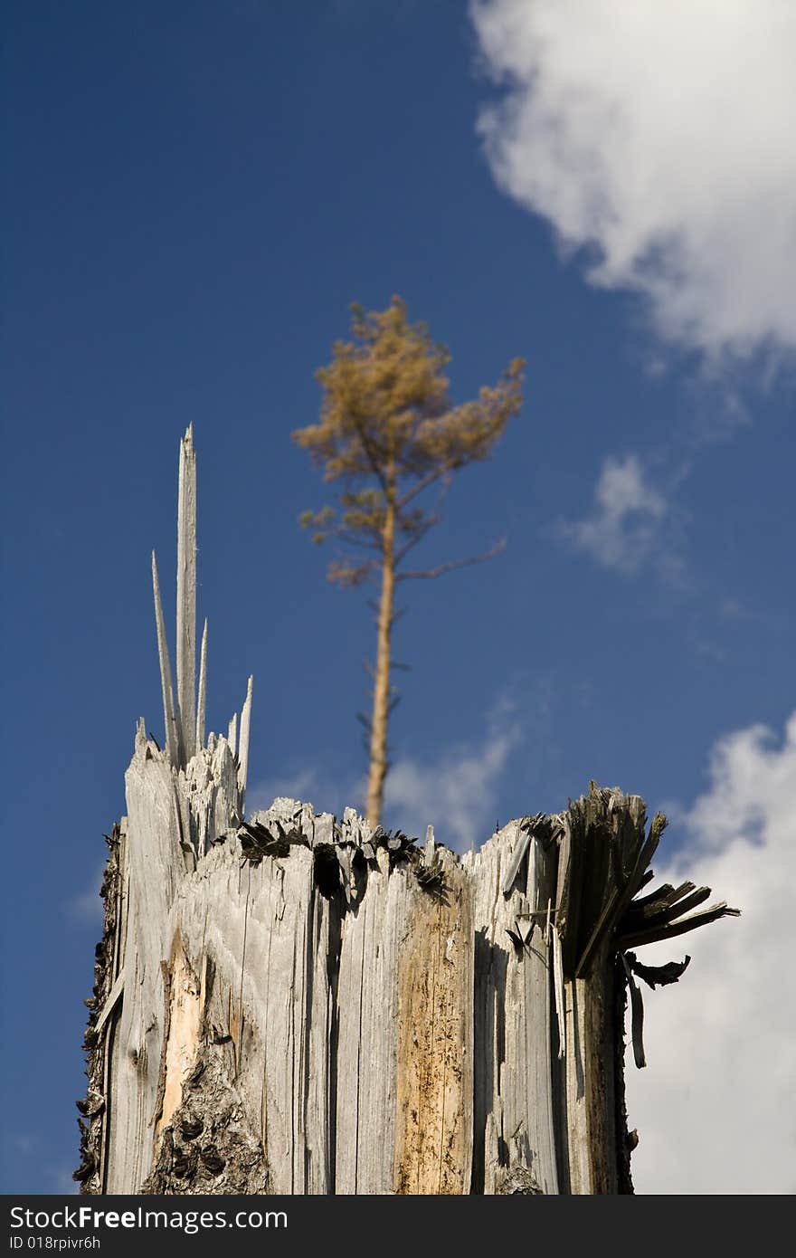 Broken tree, calamity in forest