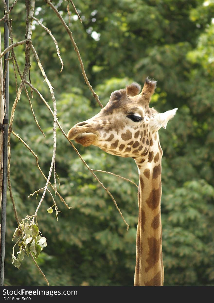 Taken at the Antwerp Zoo (Belgium). Taken at the Antwerp Zoo (Belgium)