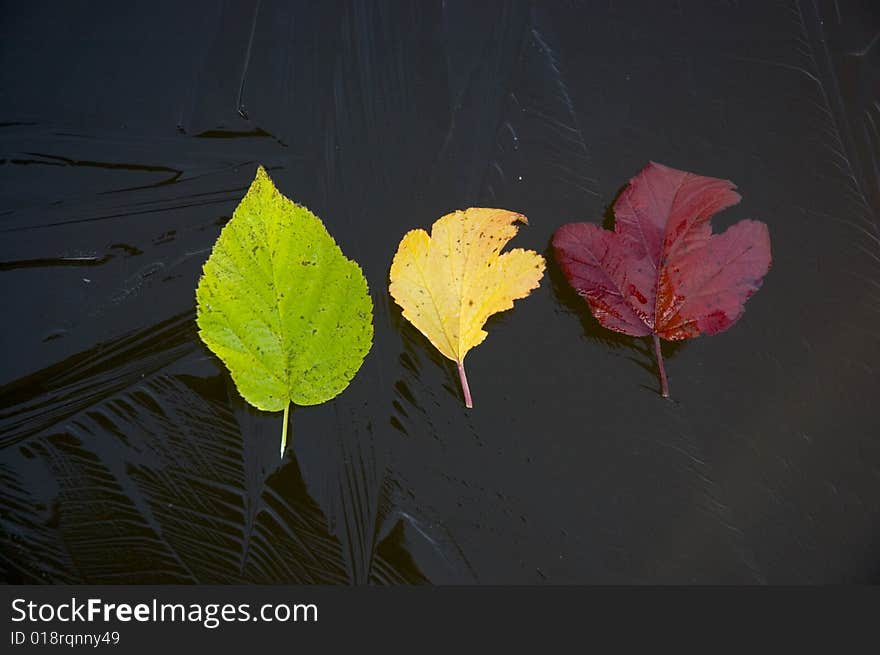 Leaves on ice spread out on colours of a traffic light