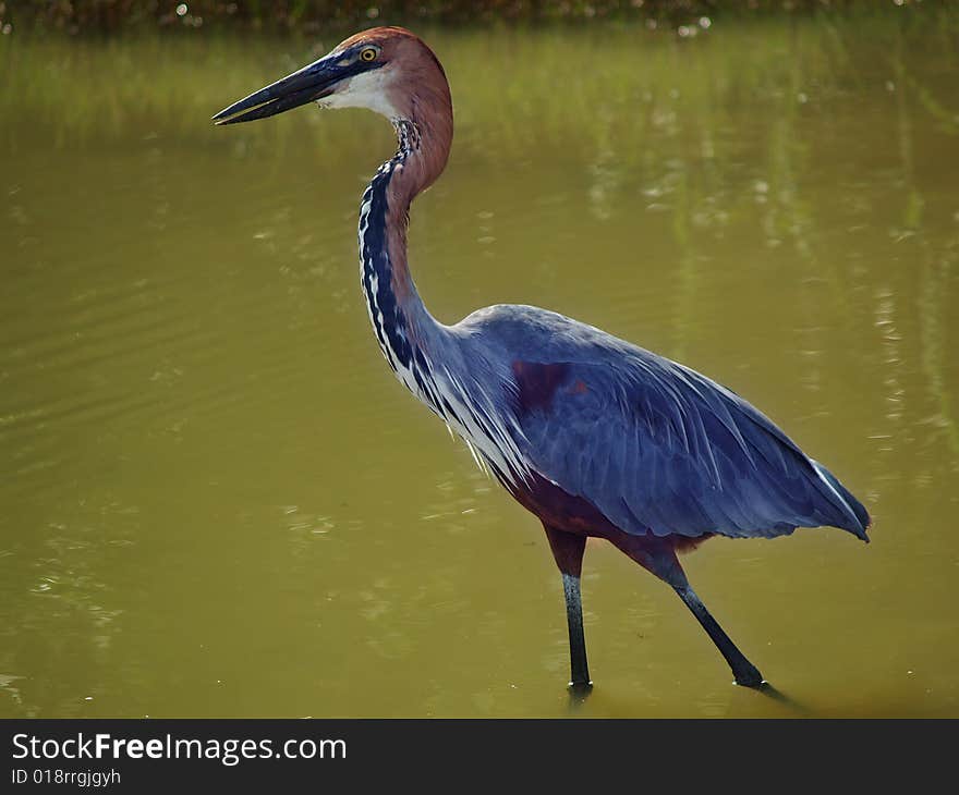 Grey heron, St. lucia estuary, South Africa. Grey heron, St. lucia estuary, South Africa