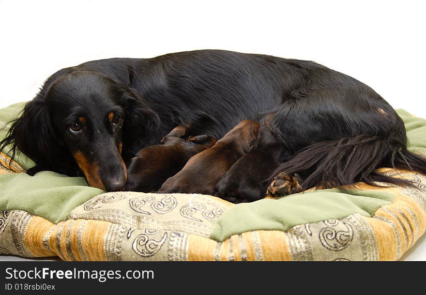 Dachshund beach with her puppies. Dachshund beach with her puppies