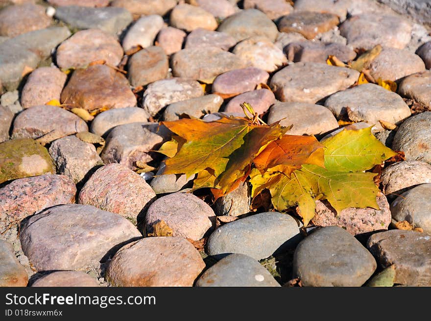 Maple leaves on the stones. Maple leaves on the stones.