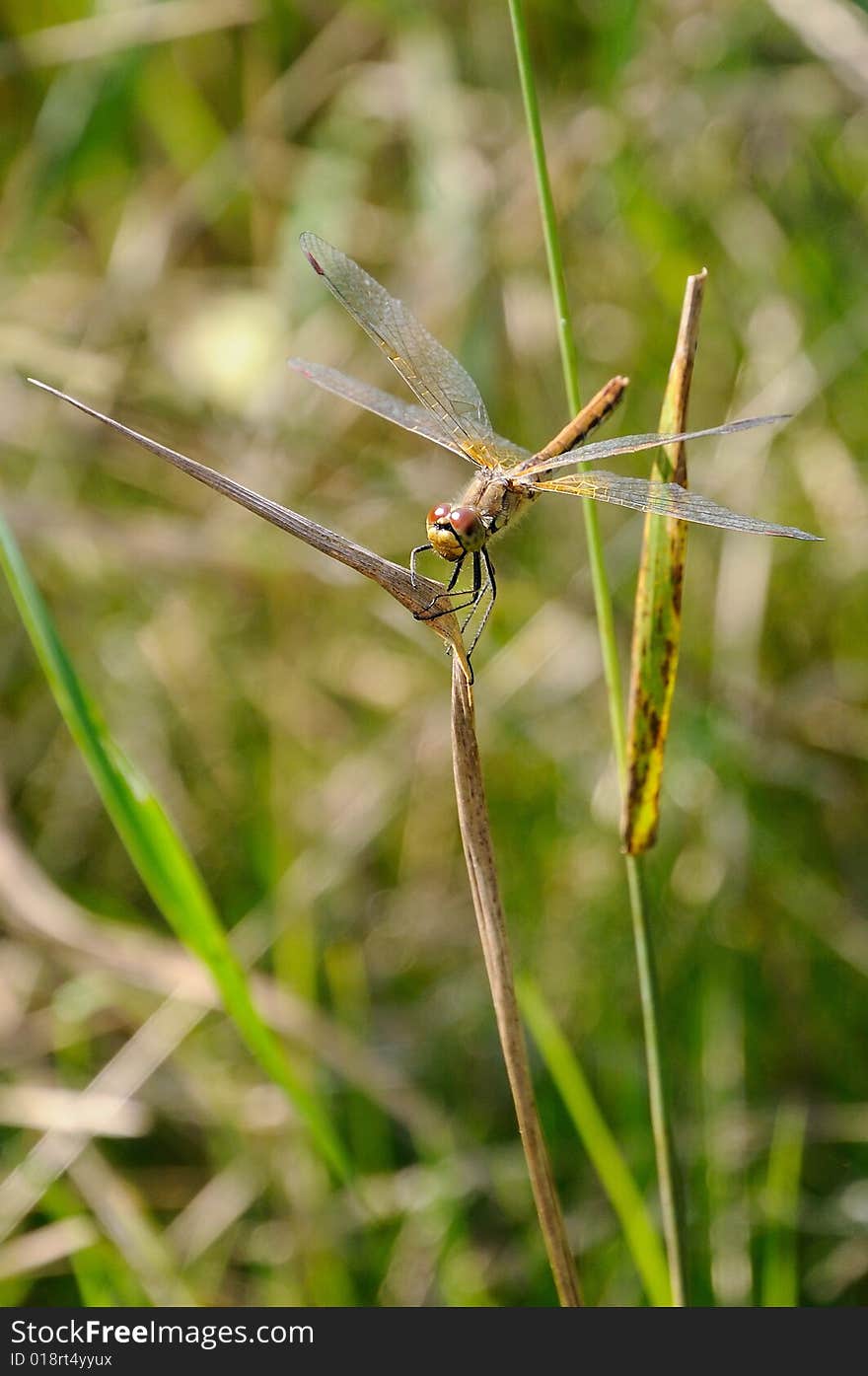 Dragonfly on the leaves