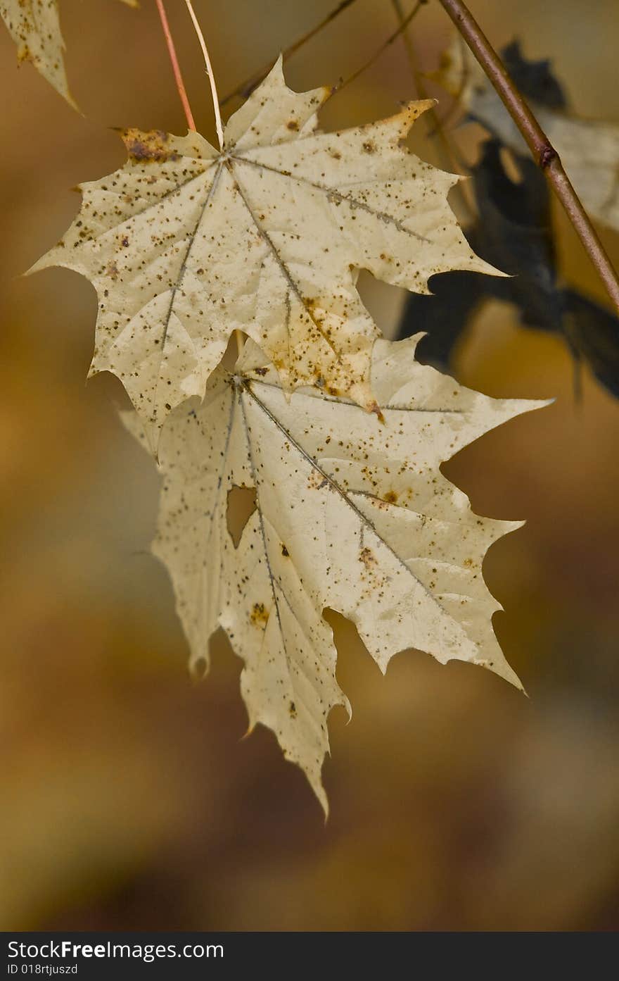 Faded yellow maple leaves hang from tree in fall. Faded yellow maple leaves hang from tree in fall.