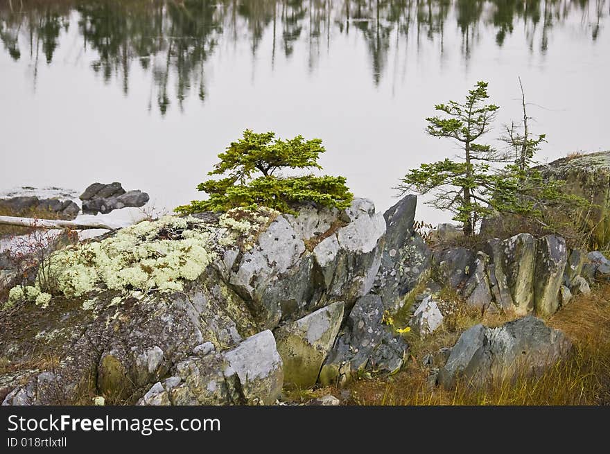 Moss and lichen covered rocks near small evergreen trees in salt marsh ecosystem environment (Nova Scotia, Canada). Moss and lichen covered rocks near small evergreen trees in salt marsh ecosystem environment (Nova Scotia, Canada)