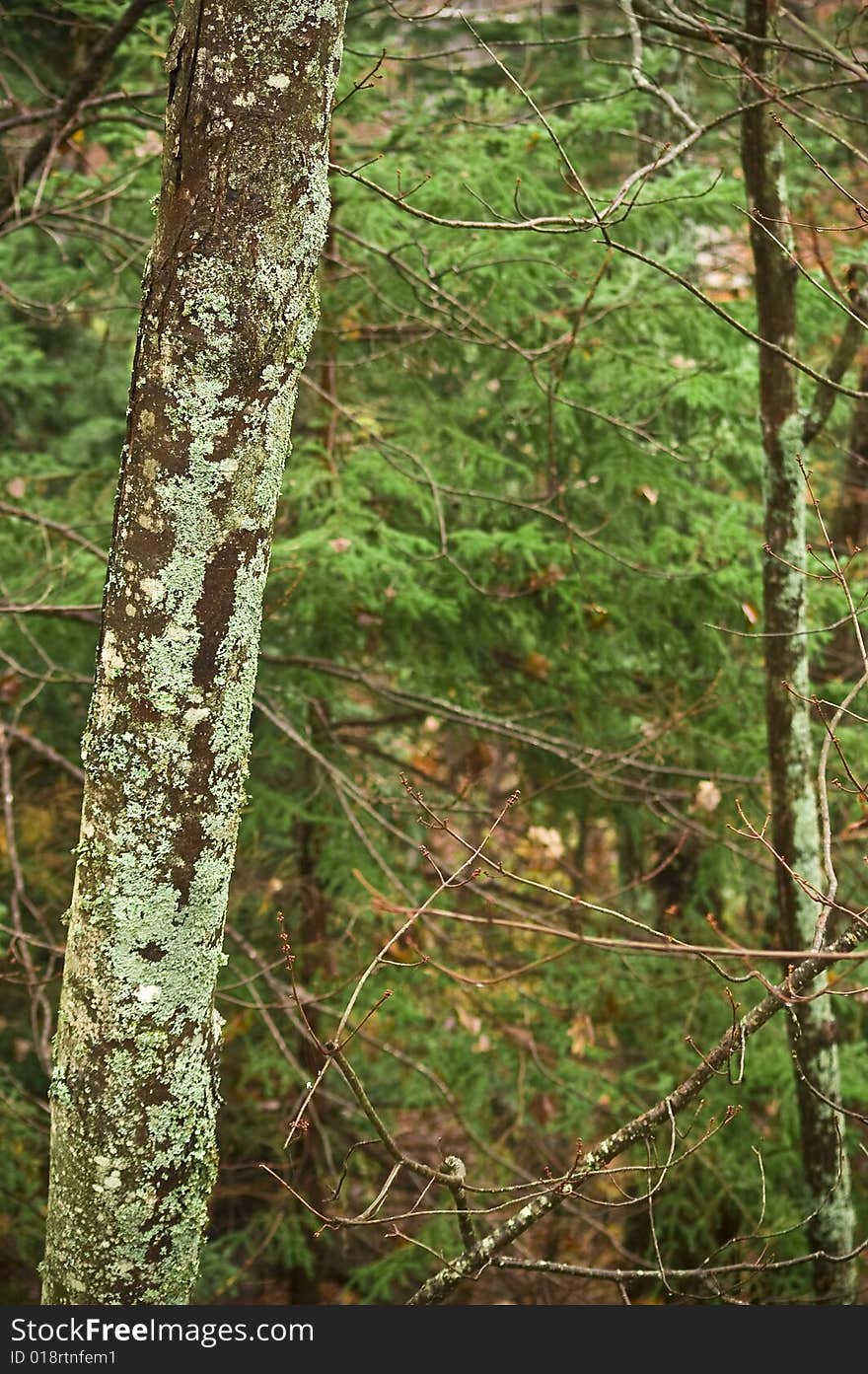 Moss and lichen covered tree