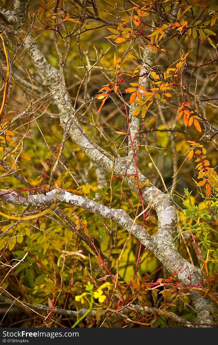 Tree with orange and yellow leaves in fall