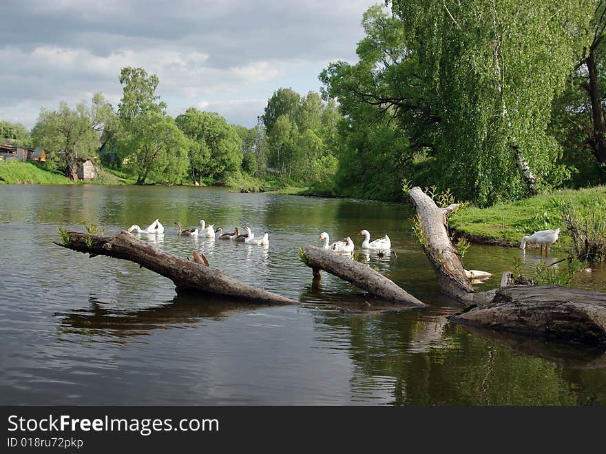 Swans on the lake in summer. Swans on the lake in summer.