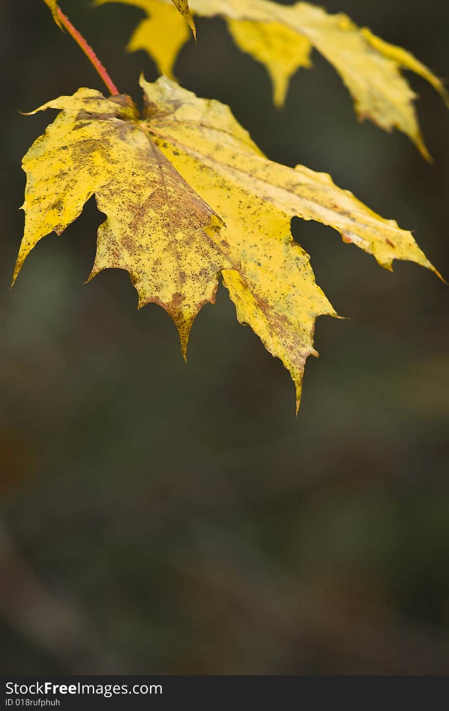 Orange gold maple leaves hang from tree ready to fall in autumn. Leaves in bright sunlight with blue sky background. Orange gold maple leaves hang from tree ready to fall in autumn. Leaves in bright sunlight with blue sky background.