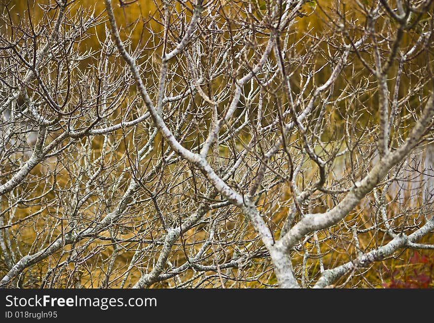 Empty shrub tree branches in autumn twist and form complex abstract background. Empty shrub tree branches in autumn twist and form complex abstract background.