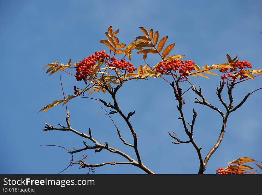 Red sheet of rowanberry on background blue sky