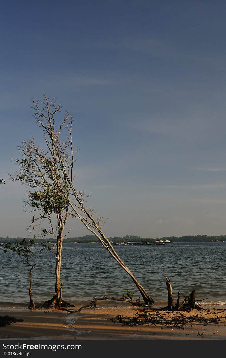 Tree Falling Because Of Soil Reosion