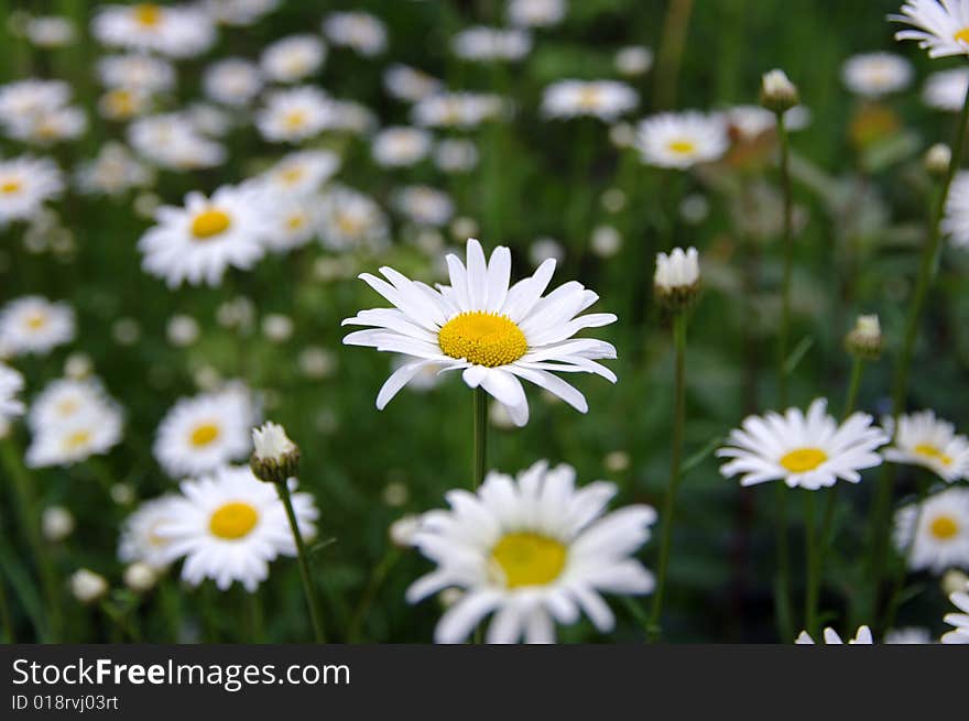 Daisies on a summer meadow. Daisies on a summer meadow