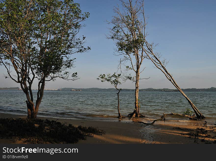 Tree Falling Because Of Soil Reosion