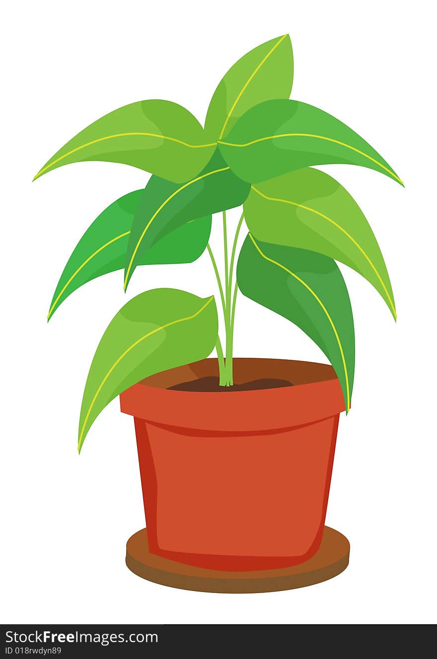 Pot plant