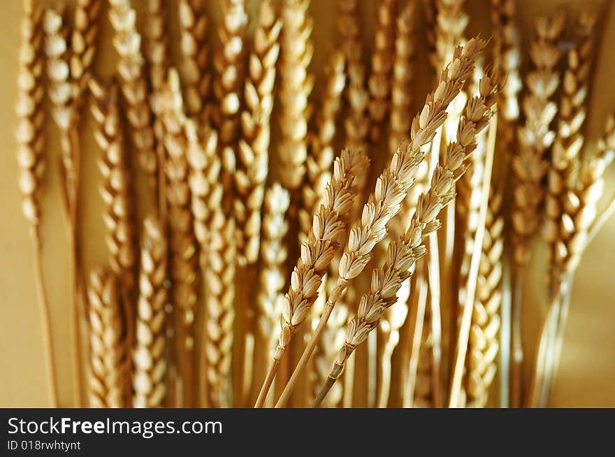 Detail of wheat on brown background