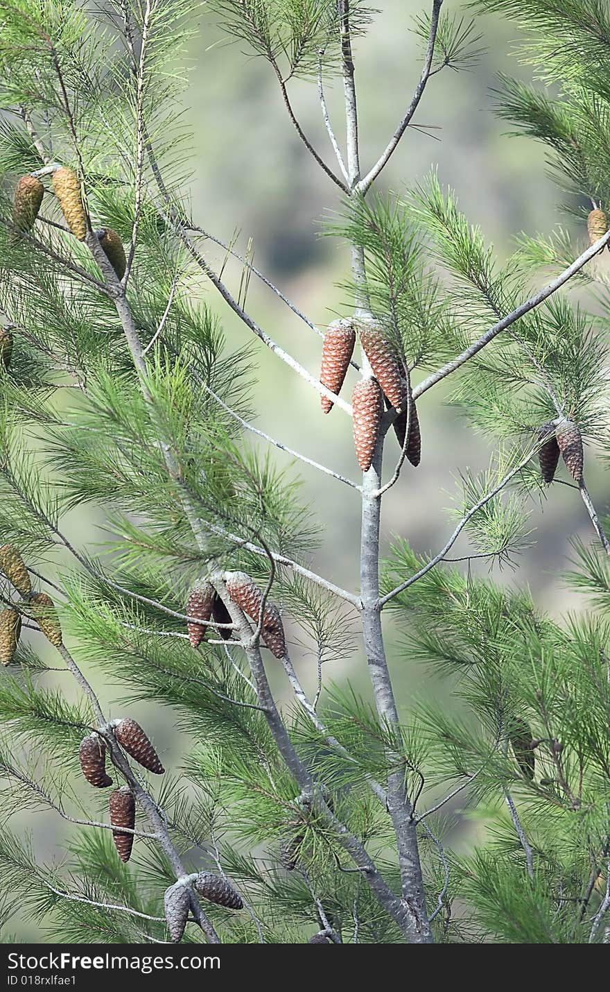 A fragment of a young pine tree with cones