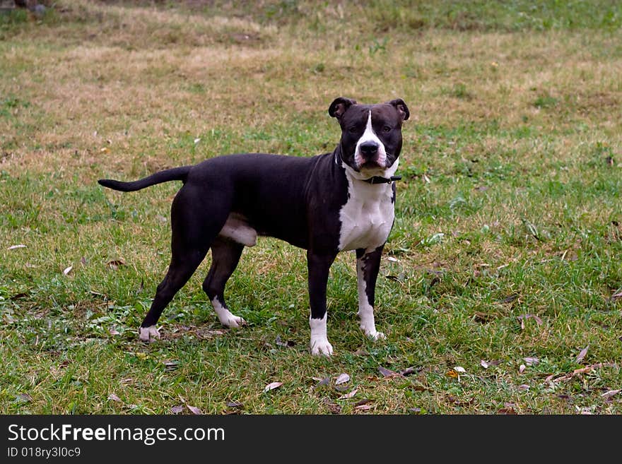 Black and white terrier on the field