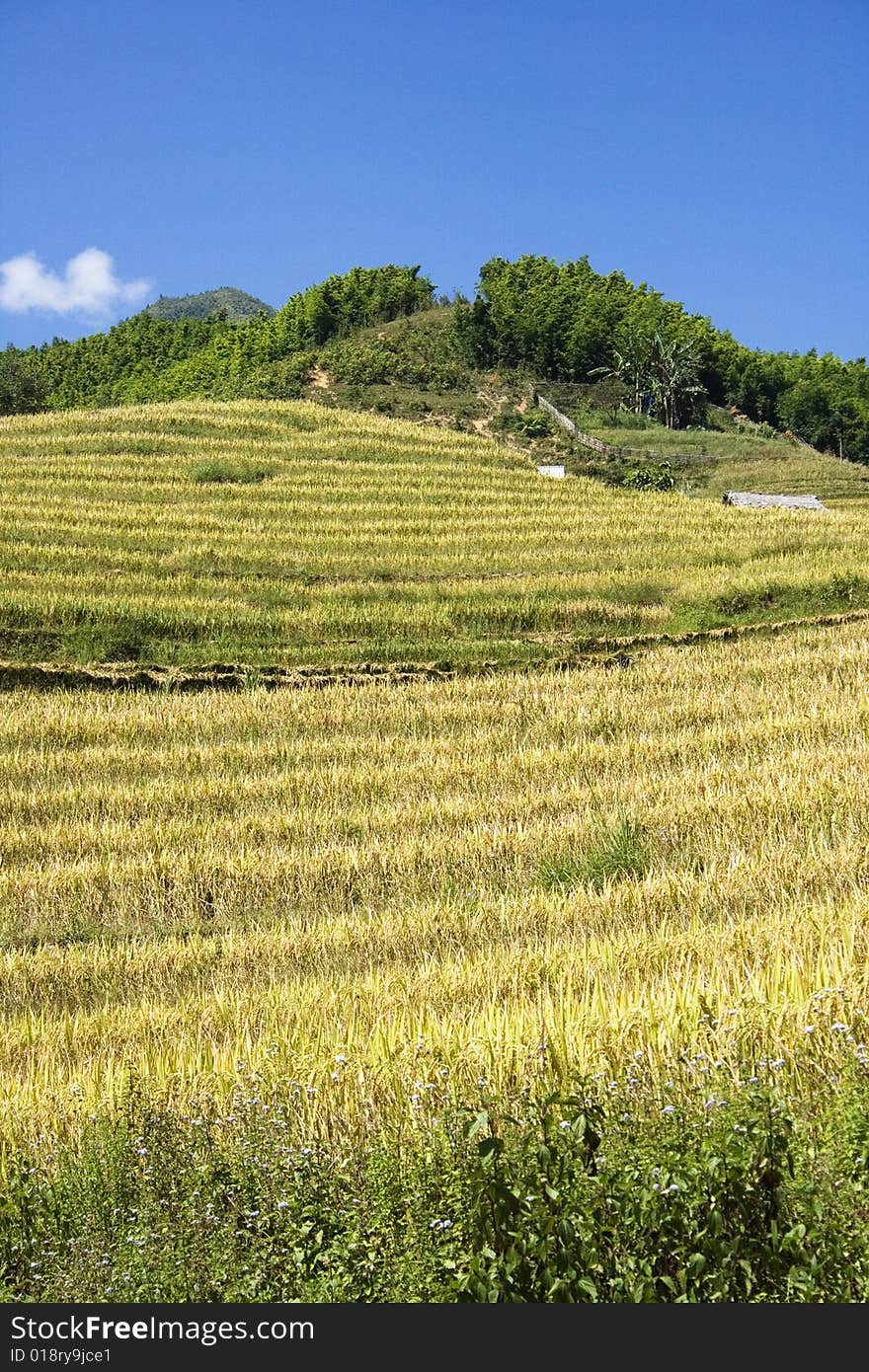 This photo is from Sapa, Vietnam.  The terraces are used to grow rice.  The golden colour shows that it's harvest time.  Rice terraces are used to conserve soil. This photo is from Sapa, Vietnam.  The terraces are used to grow rice.  The golden colour shows that it's harvest time.  Rice terraces are used to conserve soil