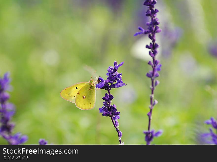 A butterfly feeding on flower