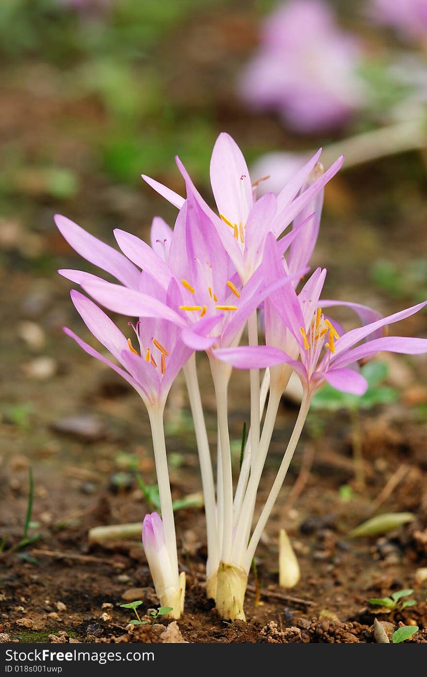 Pink flower