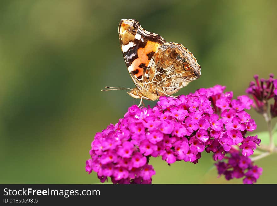 A butterfly feeding on flower