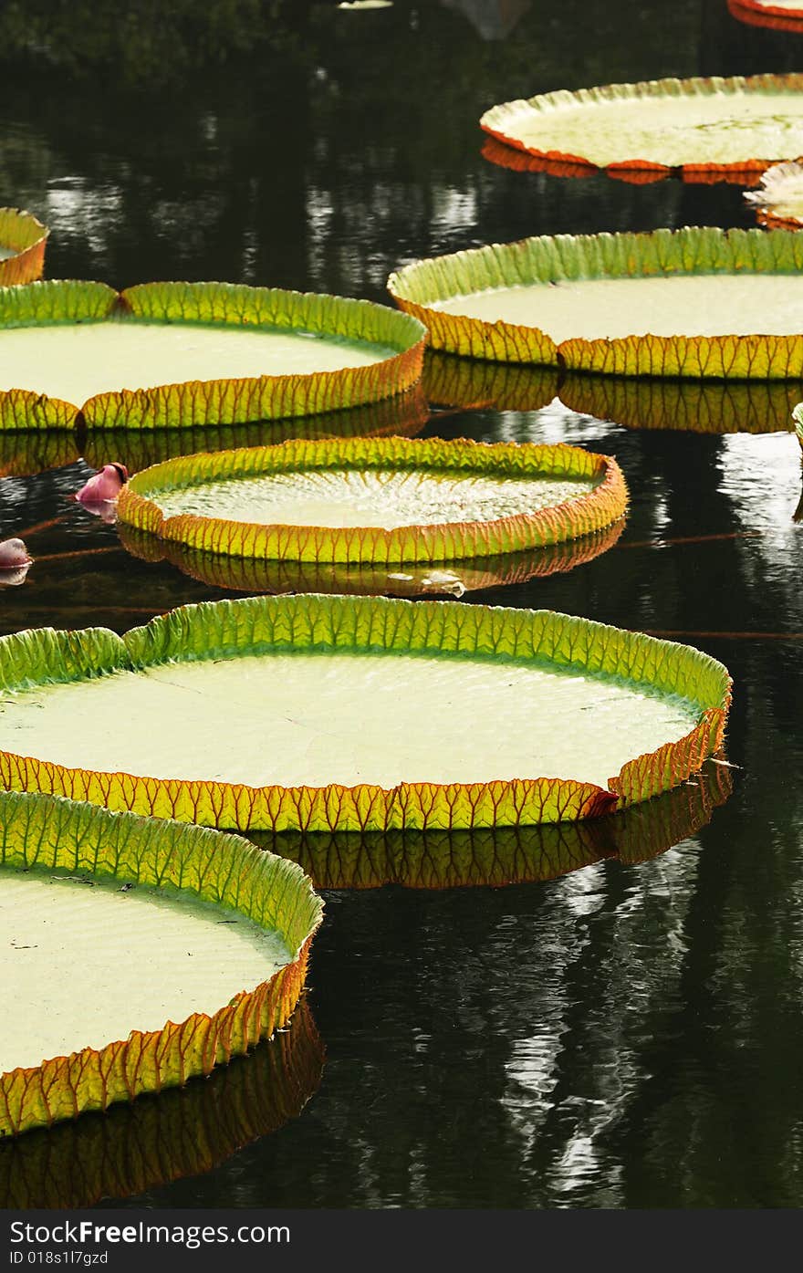 The many big lotus leaves on lake. The many big lotus leaves on lake.