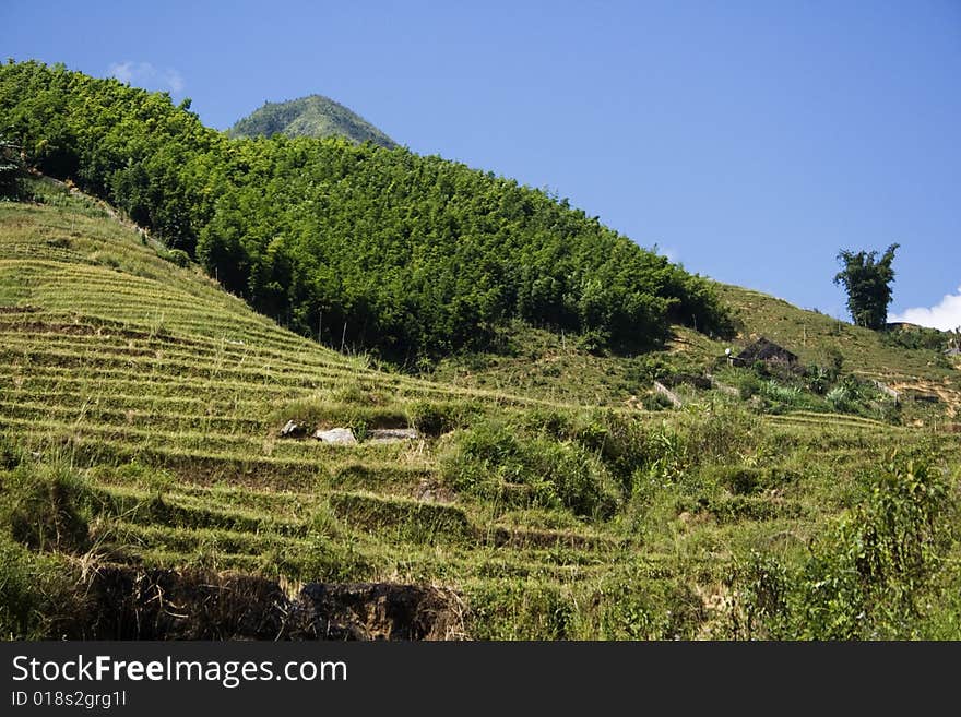 This photo is from Sapa, Vietnam.  The terraces are used to grow rice.  The golden colour shows that it's harvest time.  Rice terraces are used to conserve soil. This photo is from Sapa, Vietnam.  The terraces are used to grow rice.  The golden colour shows that it's harvest time.  Rice terraces are used to conserve soil