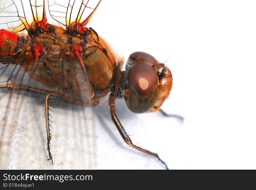 A dragonfly macro picture wings and head detail