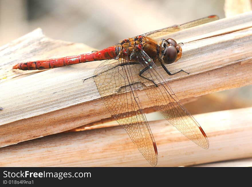 A dragonfly macro picture wings and head detail