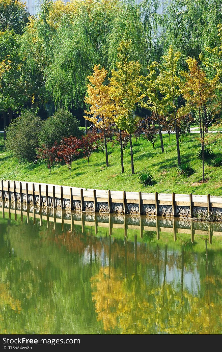 Fall trees reflecting in a still pond. Fall trees reflecting in a still pond