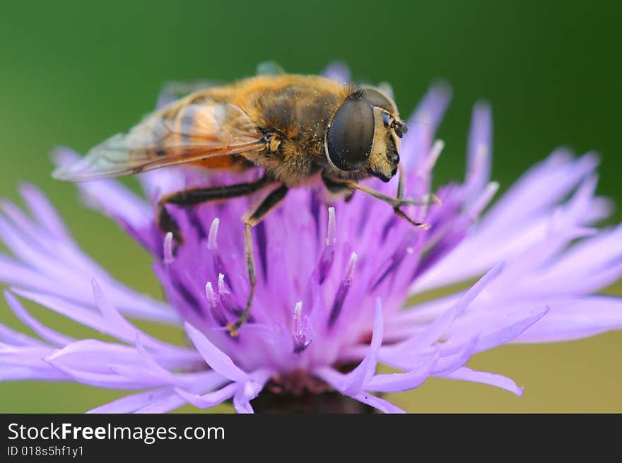 A bee macro picture wings and head detail