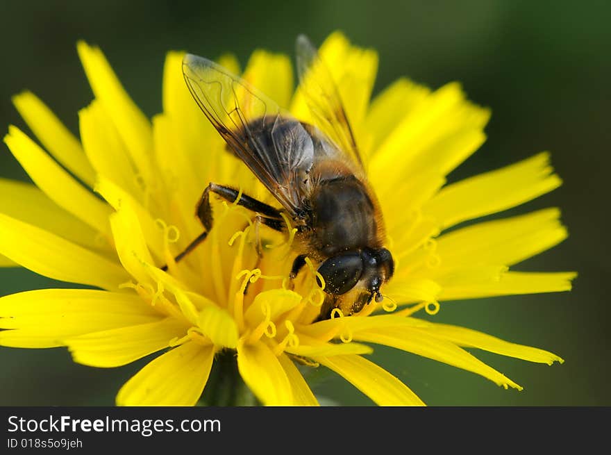 A bee macro picture wings and head detail