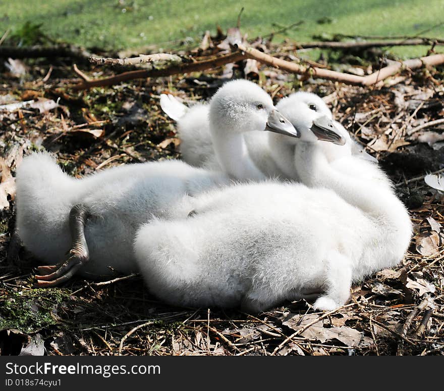 Three downy white cygnets together in thier leafy nest. Three downy white cygnets together in thier leafy nest.