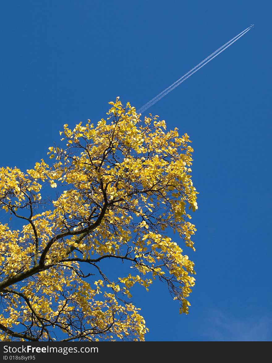 Blue sky and yellow tree