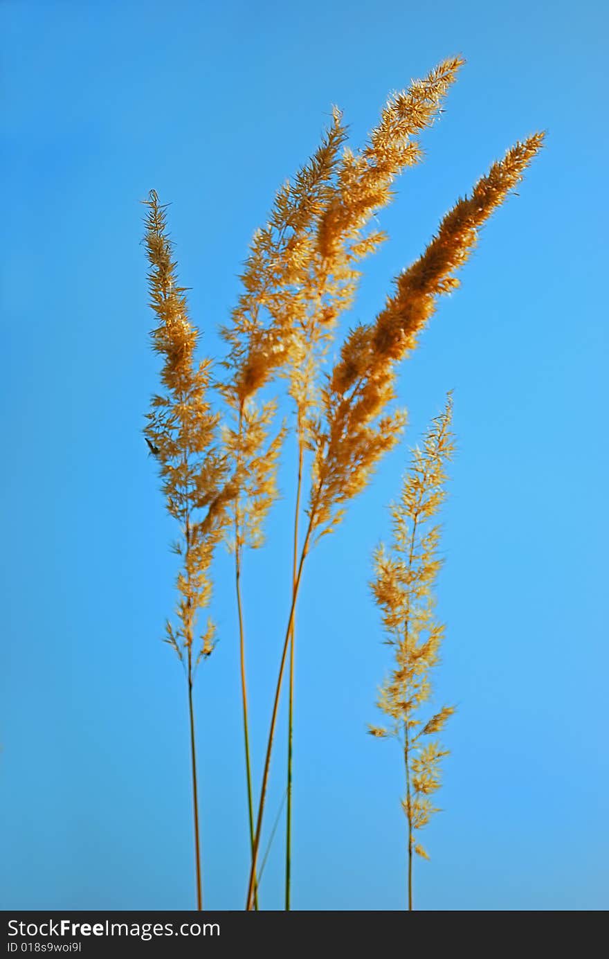 Dry ears of the field grass on a background sky