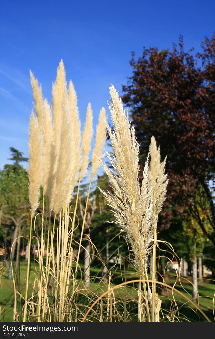 Group of ornamental cortaderias