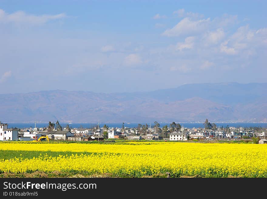 Rape flower