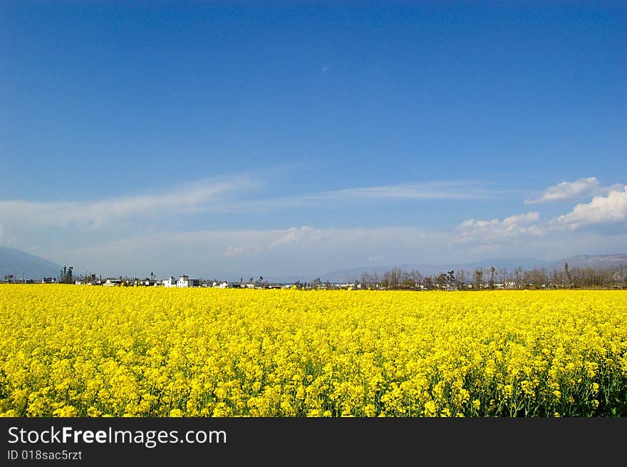 Rape flower