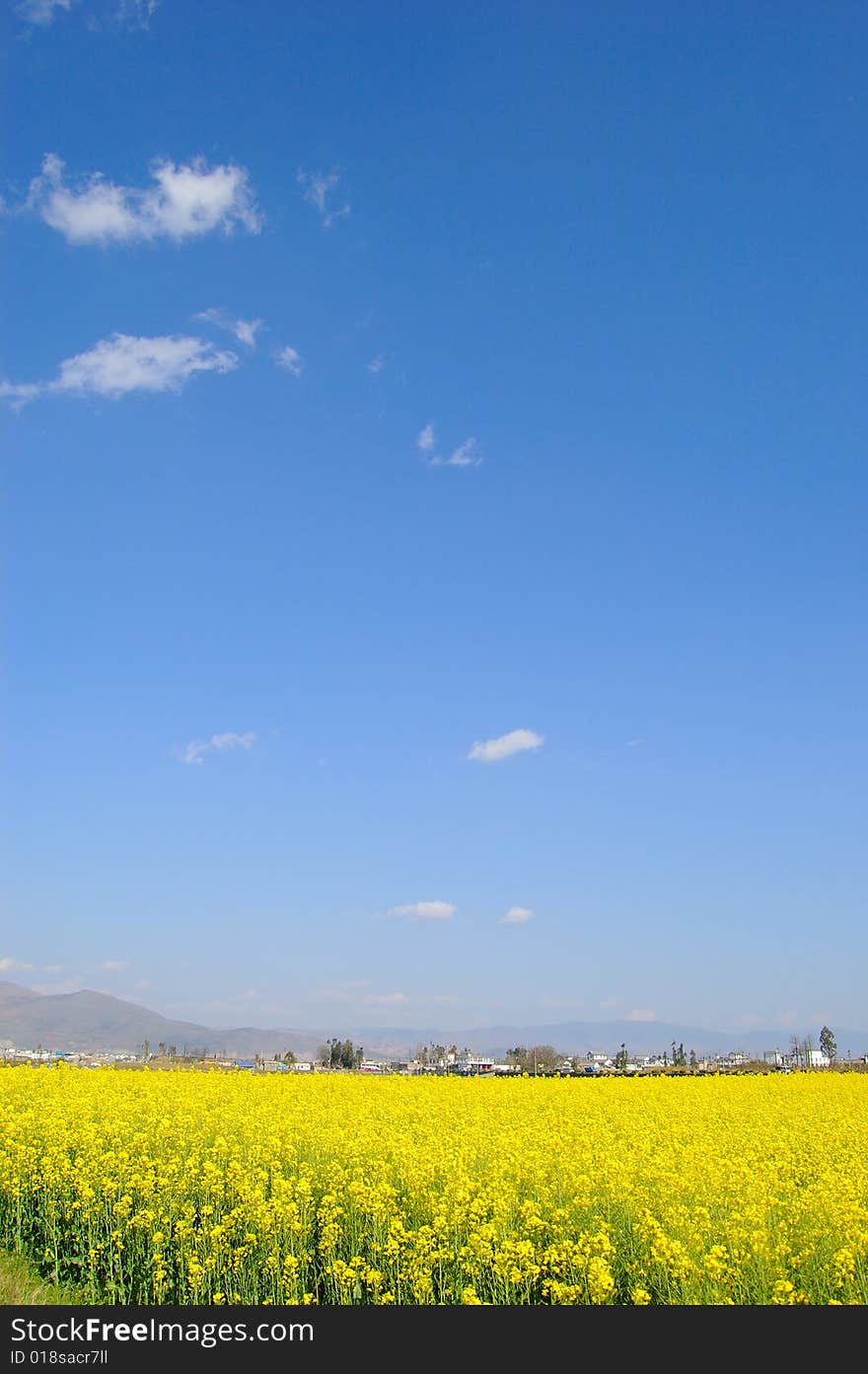 Rape flower