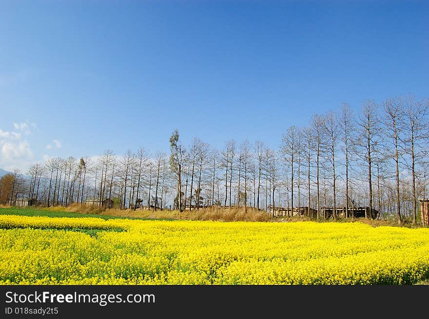 Rape flower