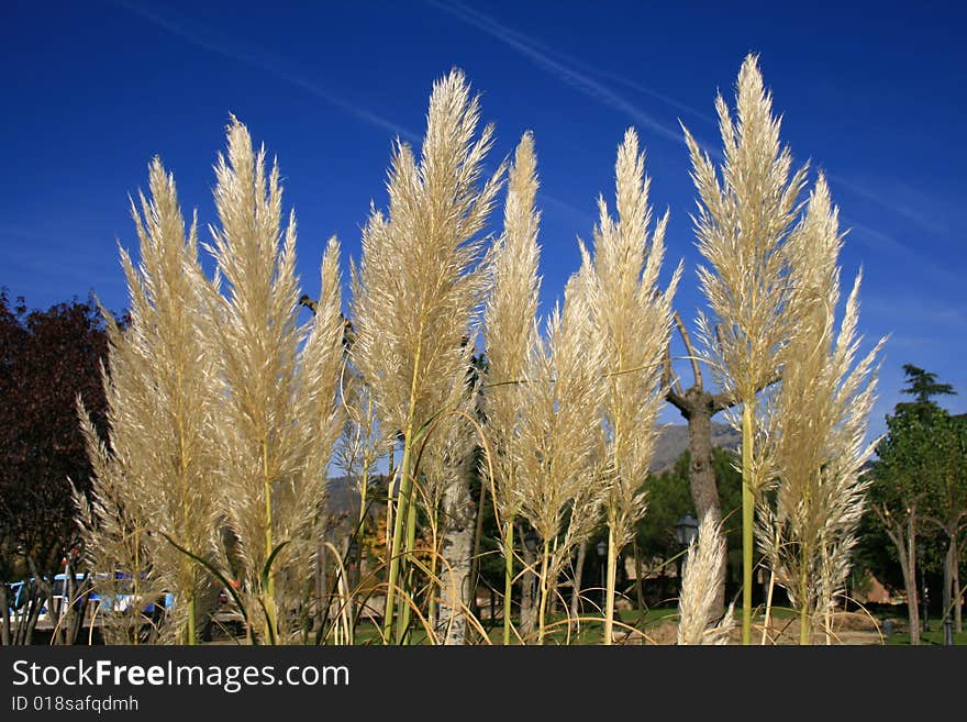 Group of ornamental cortaderias